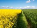 В Украине собрали более 3,3 млн тонн рапса