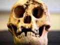 Ученые рассказали, почему «хоббиты» были такими маленькими