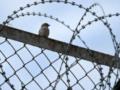 Россия в вихре репрессий: власть пожирает своих