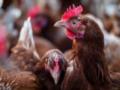 В Германии из-за птичьего гриппа уничтожили полмиллиона птиц