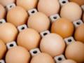 Нарушение стандартов: ЕС временно запретил экспорт украинских яиц из-за остатков хлорпирифоса