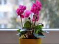 Есть три правила ухода: как вырастить здоровый цикламен