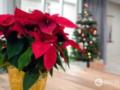 Как сделать, чтобы пуансеттия не осыпалась через несколько дней: секрет долгого цветения