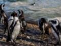 Более 60 тысяч пингвинов погибли в Африке: ученые рассказали, почему
