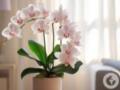 Что можно сделать уже сейчас, чтобы орхидеи пышно зацвели весной