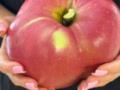В Украине вырастили яблоко-гигант