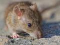 Космическая мышь родила детенышей: почему это важно