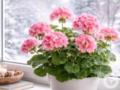 Чем подкормить пеларгонию: растение будет покрыто цветами