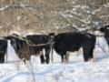 Без пастухов и подкормки: как зимует уникальное стадо одичавших коров в Чернобыльской зоне