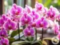 Весной орхидея пышно зацветет: что нужно сделать в феврале