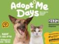 Весна, котики и добрые дела: в Киеве пройдет фестиваль AdoptMe Days