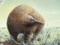 Вдвое больше современных: в прошлом в Австралии жили гигантские ехидны