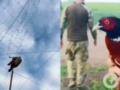 В Донецкой области аэроразведчики спасли фазана, который запутался в антидроновой сетке.