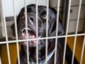 В Борисполе собаки насмерть загрызли женщину: хозяйку задержали