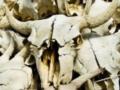 Оккупанты создают условия для распространения сибирки на Херсонщине - ГУР