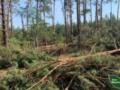 Бурелом уничтожил более 400 гектаров леса на Ровенщине и Волыни