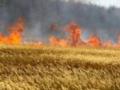В Запорожской области из-за обстрелов уничтожено более 1800 га посевов
