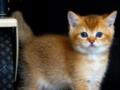 Стоит ли выпускать кота на улицу в жару: отвечает эксперт