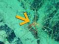 В океане обнаружили существо, которое ездит верхом на морских пауках