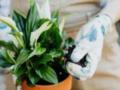Почему у спатифиллума зеленые цветы: как спасти растение