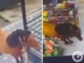 На Закарпатье лошадь заглянула в супермаркет и устроила переполох.