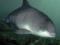 На Запорожье на берег выбросило мертвого дельфина: жуткое фото