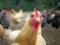 Ukraine resumed the export of poultry to the European Union
