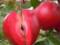 Названий доступний фрукт, який виявився сексуальним стимулятором
