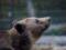На Алясці ведмідь вибіг на поле для гольфу під час гри