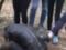 Знущання знімали на камеру: в Москві школярки по-звірячому побили свою ровесницю - Відеофакт