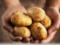 Импорт картофеля в Украине в 5 раз превышает экспорт