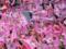 Evian will play in the 7th French Division