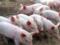 В Украине из-за АЧС убытки свиноводства составили 200 миллионов гривен