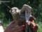 Молодых соколят, которых нашли на «Седьмом километре», выпустили на волю
