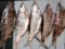 From the fish bought in the Kharkiv  ATB , a woman died