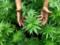 Уругвай першим в світі легалізував марихуану
