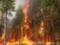 На юге Франции и Корсике загорелись лесные массивы