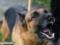 Господарям собак в селі Пальмін, які загризли семирічну дівчинку, загрожує 2 роки колонії