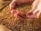 Аграрии уже намолотили 27 миллионов тонн зерна