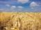 Аграрии уже намолотили 35,5 миллиона тонн зерна
