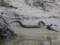 Змея с крупной добычей переполошила людей на пляже в Днепре