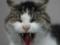 In Kharkov, because of a rabid cat, the quarantine