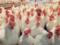 Jordan lifted the ban on the import of Ukrainian chicken