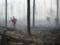 Пожар на территории Полесского природного заповедника в Житомирской области ликвидирован