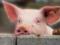 In Poltava, five thousand pigs were destroyed due to ASF