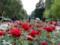 Во Львове переселенцы высадили аллею роз