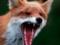 In Zaporozhye, a rabid fox was killed, which was thrown at people
