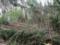 In Transcarpathia, a hurricane wind knocked over 300 hectares of forest