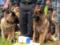 In the Sverdlovsk region, cynologists and their four-legged colleagues from all over Russia competed for the title of the best