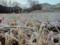 Weather forecasters warn of fire danger and frosts in Ukraine